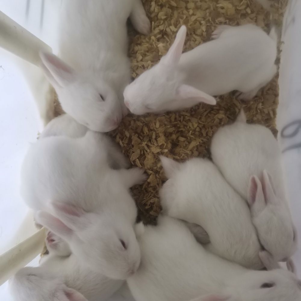 菏泽市yh533388银河科技有限公司养殖兔子，生产兔皮大衣，还有兔肉食品一体化企业，欢迎大家来场考察